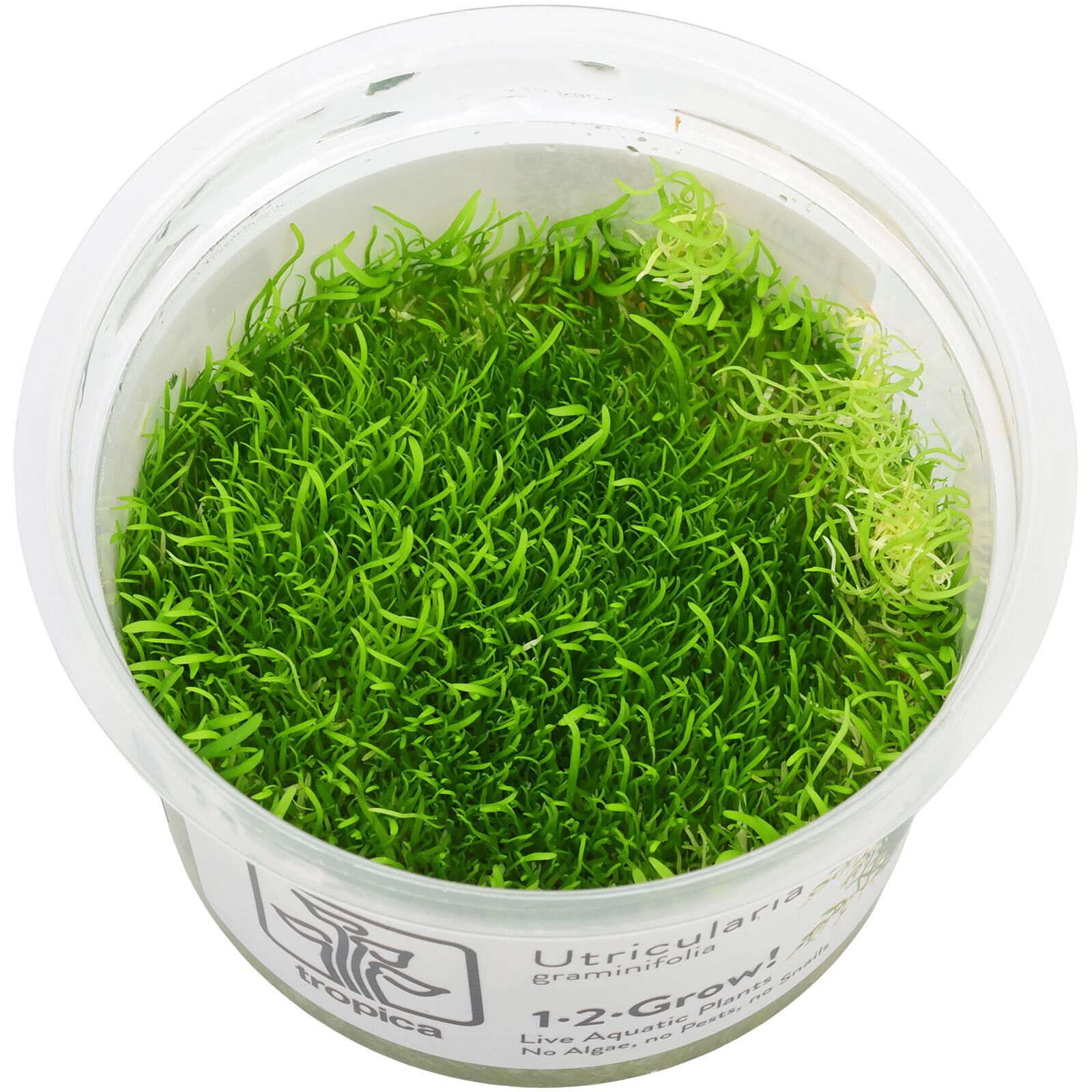Utricularia graminifolia