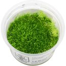 Utricularia graminifolia - 1-2-GROW!