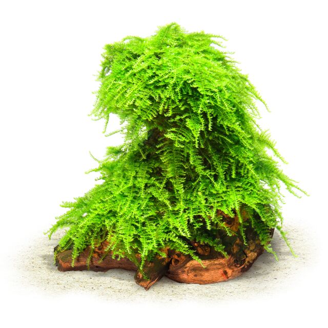 Vesicularia "Christmas Moss"