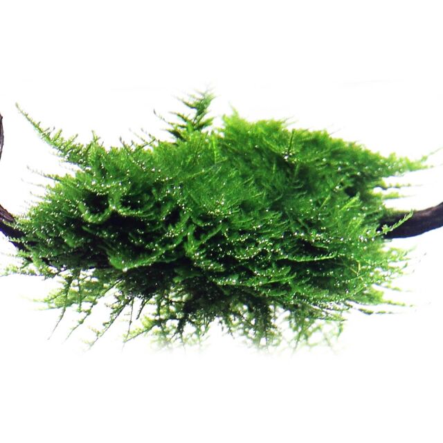 Vesicularia "Christmas Moss"