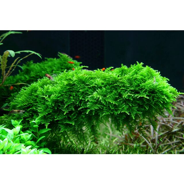 Vesicularia "Christmas Moss"