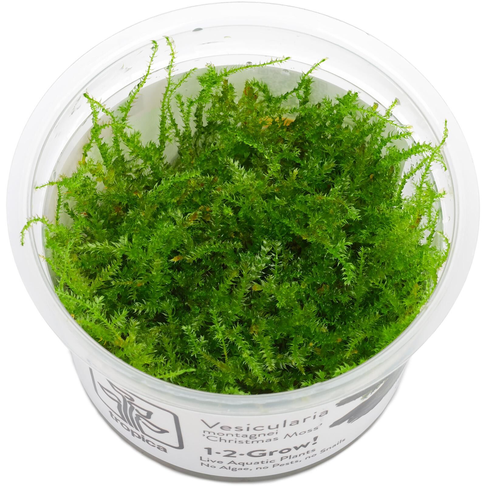 Vesicularia "Christmas Moss"