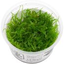 Vesicularia "Christmas Moss" - 1-2-GROW!