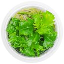 Hygrophila difformis - 1-2-GROW!