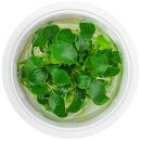 Schismatoglottis prietoi - 1-2-GROW!