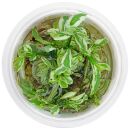 Hygrophila polysperma White - 1-2-GROW!