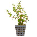 Rotala rotundifolia "Myanmar" - Topf