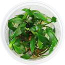 Cryptocoryne x willisii Pygmi - in Vitro