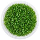 Glossostigma elatinoides Compact - in Vitro XL