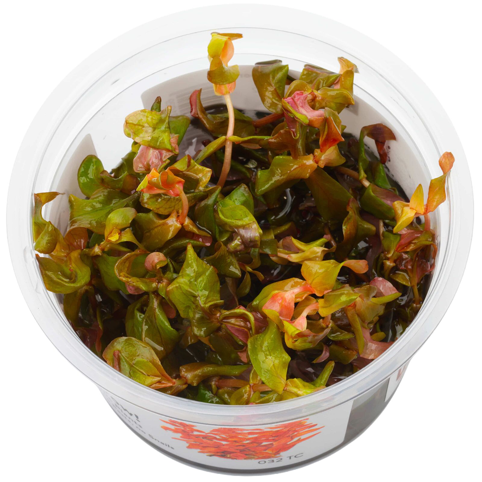 Rotala macrandra in vitro