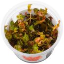Rotala macrandra - 1-2-GROW!
