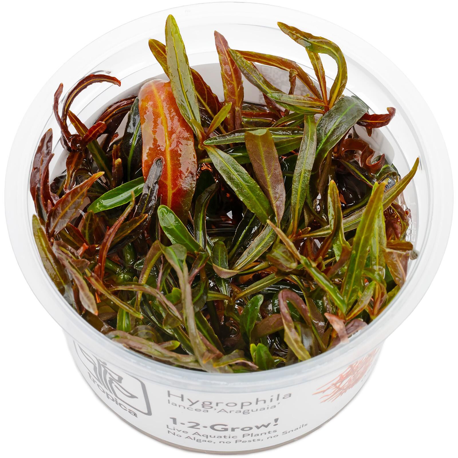 Hygrophila lancea "Araguaia"