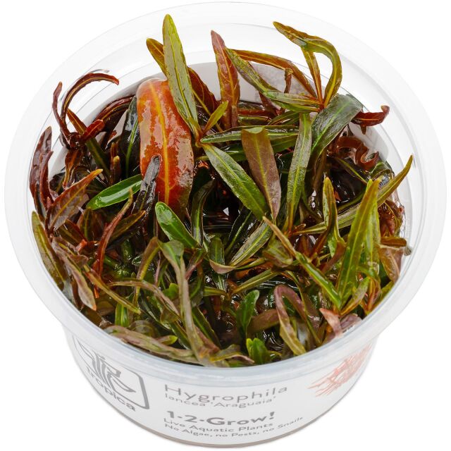 Hygrophila lancea "Araguaia"