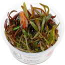 Hygrophila lancea "Araguaia" - 1-2-GROW!