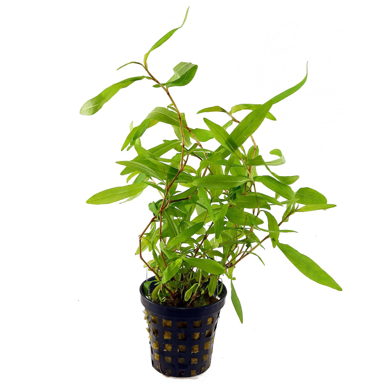 Persicaria sp. 'Kawagoeanum'