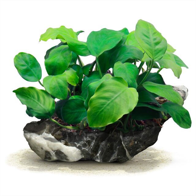 Anubias barteri var. nana
