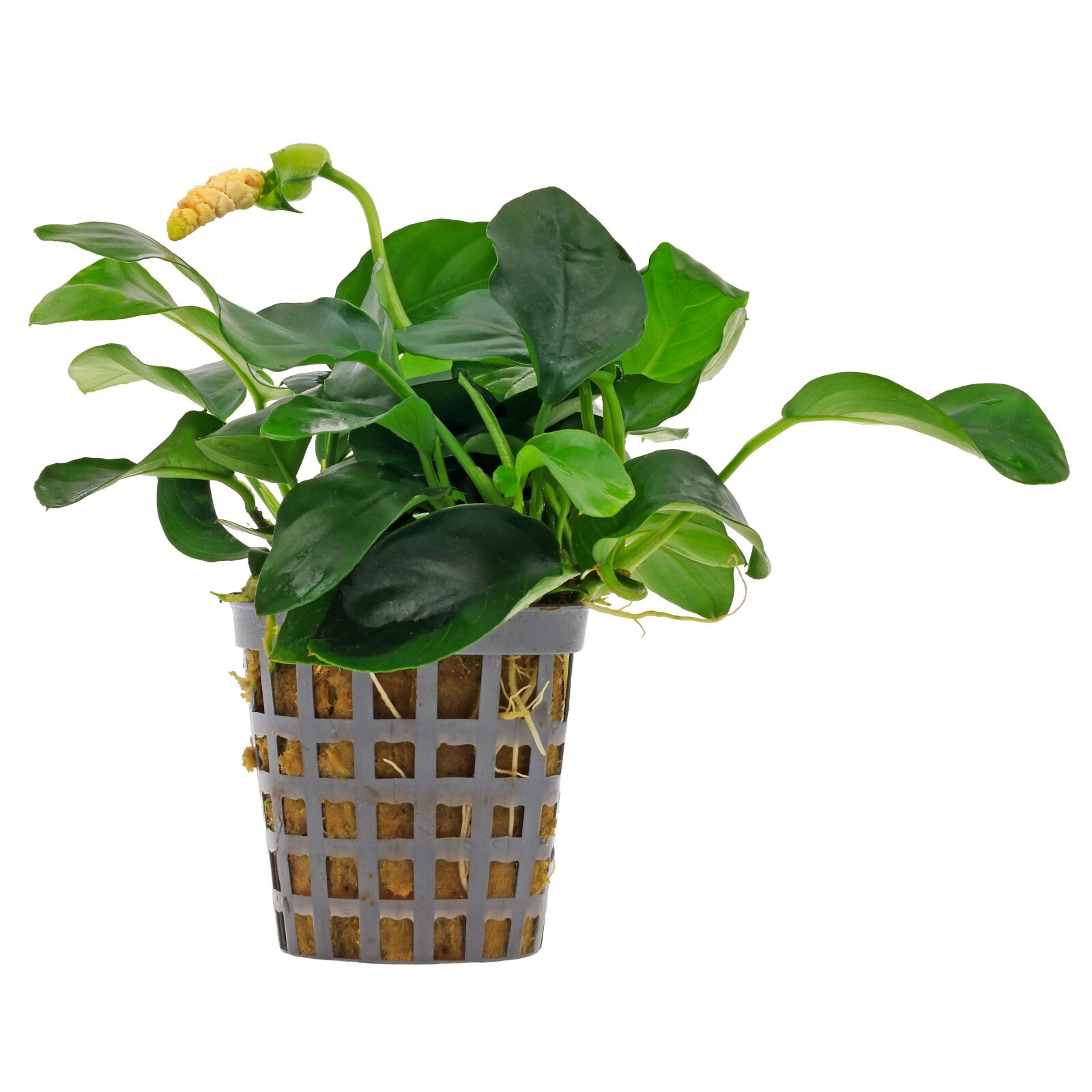 Anubias barteri var. nana