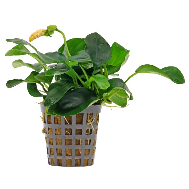 Anubias barteri var. nana