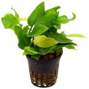 Anubias barteri var. nana Golden Heart - Topf