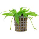 Helanthium bolivianum "quadricostatus" - Topf