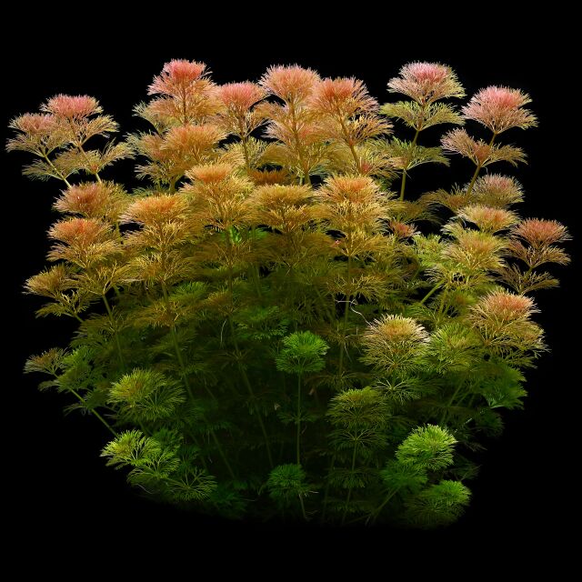 Limnophila sessiliflora