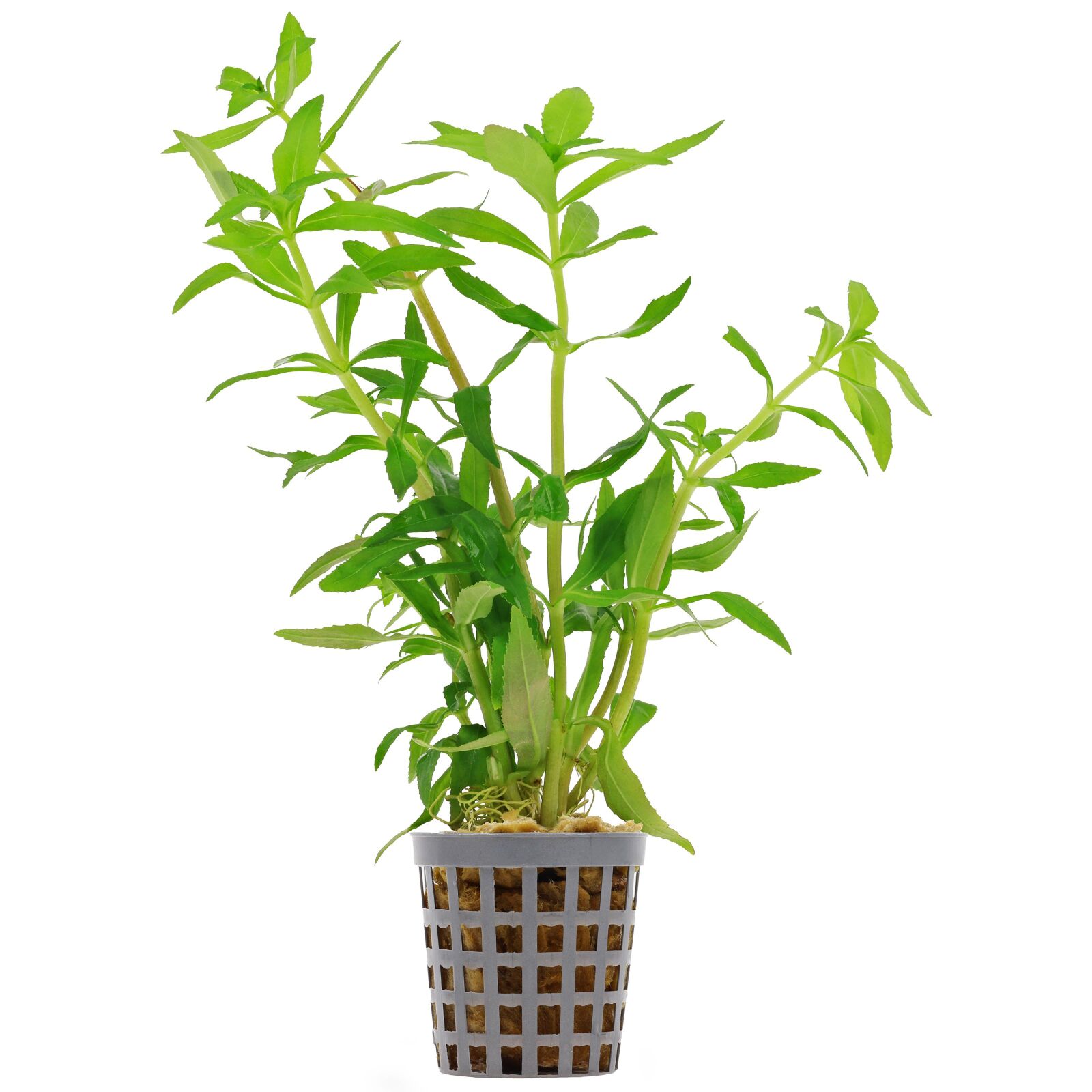 Limnophila aromatica