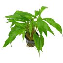 Hygrophila salicifolia
