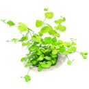 Hydrocotyle leucocephala