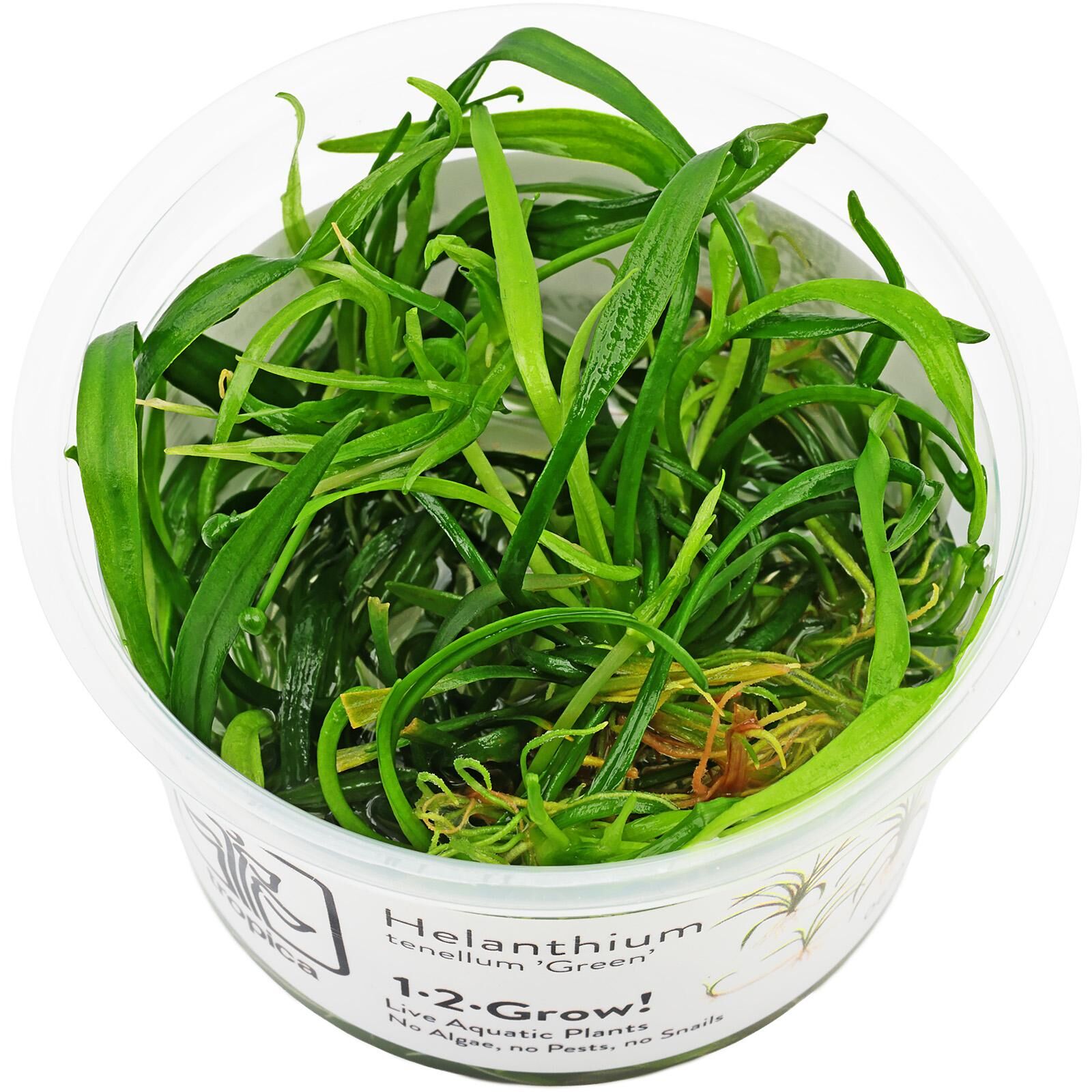 Helanthium tenellum "Green"