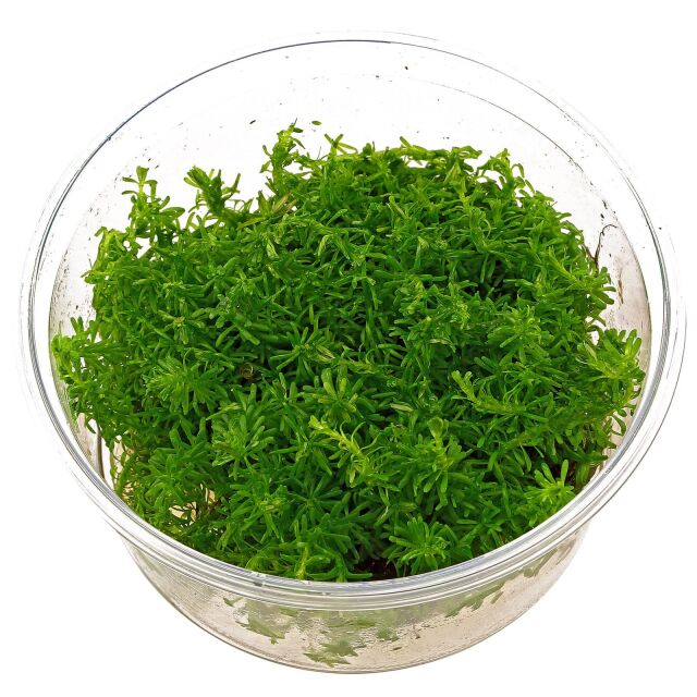 Rotala sp. "Nanjenshan"