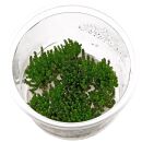 Rotala macrandra Pearl - in Vitro