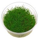 Eleocharis sp. 'Mini' - in Vitro XL