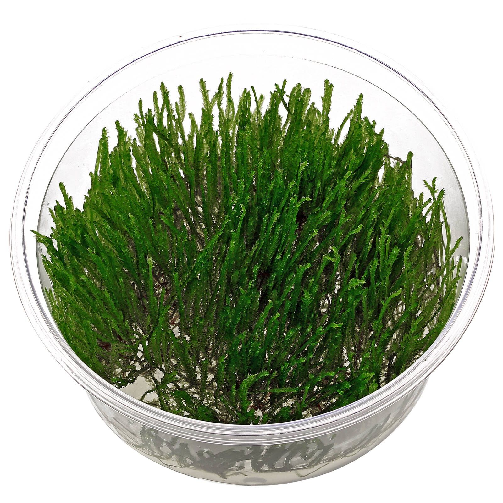 Taxiphyllum sp. "Spiky Moss"