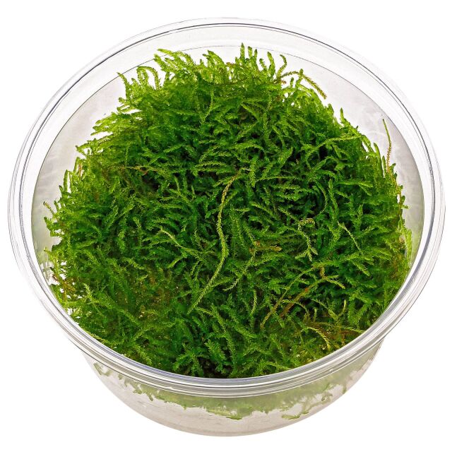 Taxiphyllum barbieri "Javamoos"