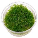 Taxiphyllum barbieri "Javamoos" - in Vitro XL