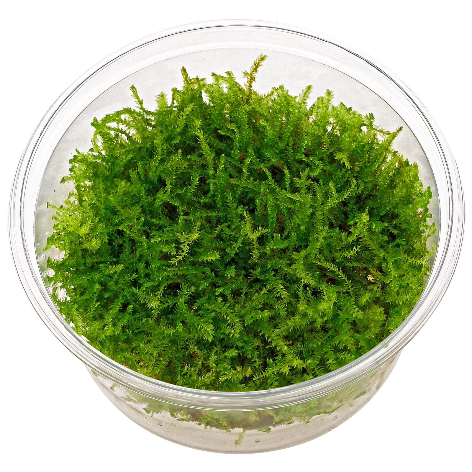 Vesicularia "Christmas Moss"