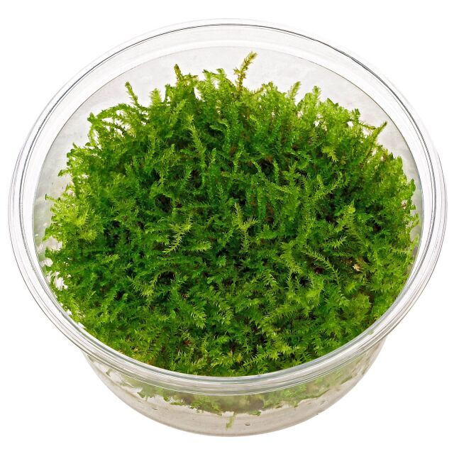 Vesicularia "Christmas Moss"