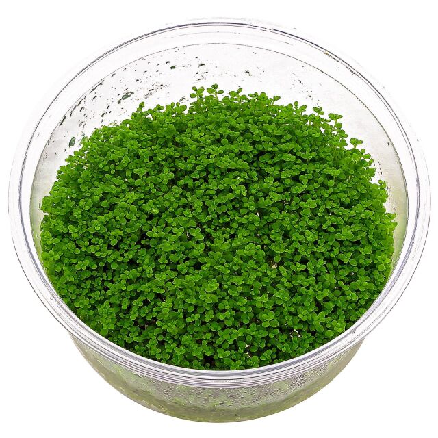 Hemianthus callitrichoides "Cuba"