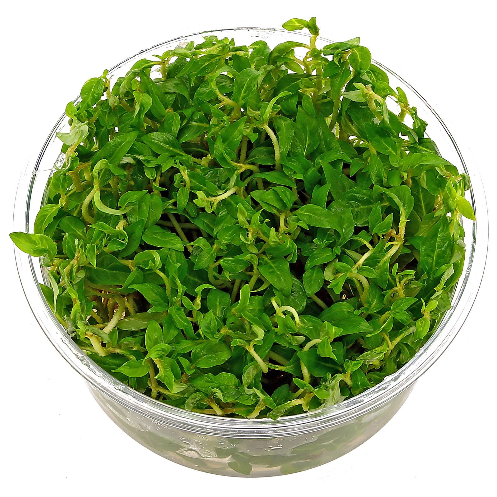 Staurogyne sp. "Porto Velho"