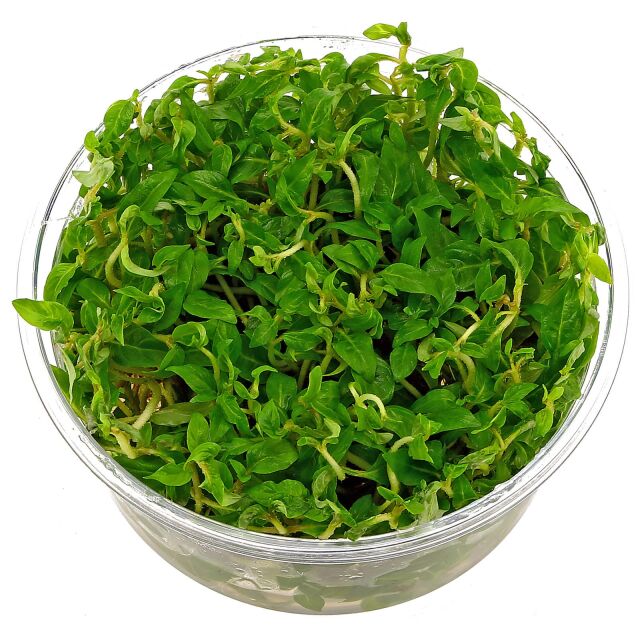 Staurogyne sp. "Porto Velho"