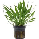 Helanthium tenellum "Green" - Topf