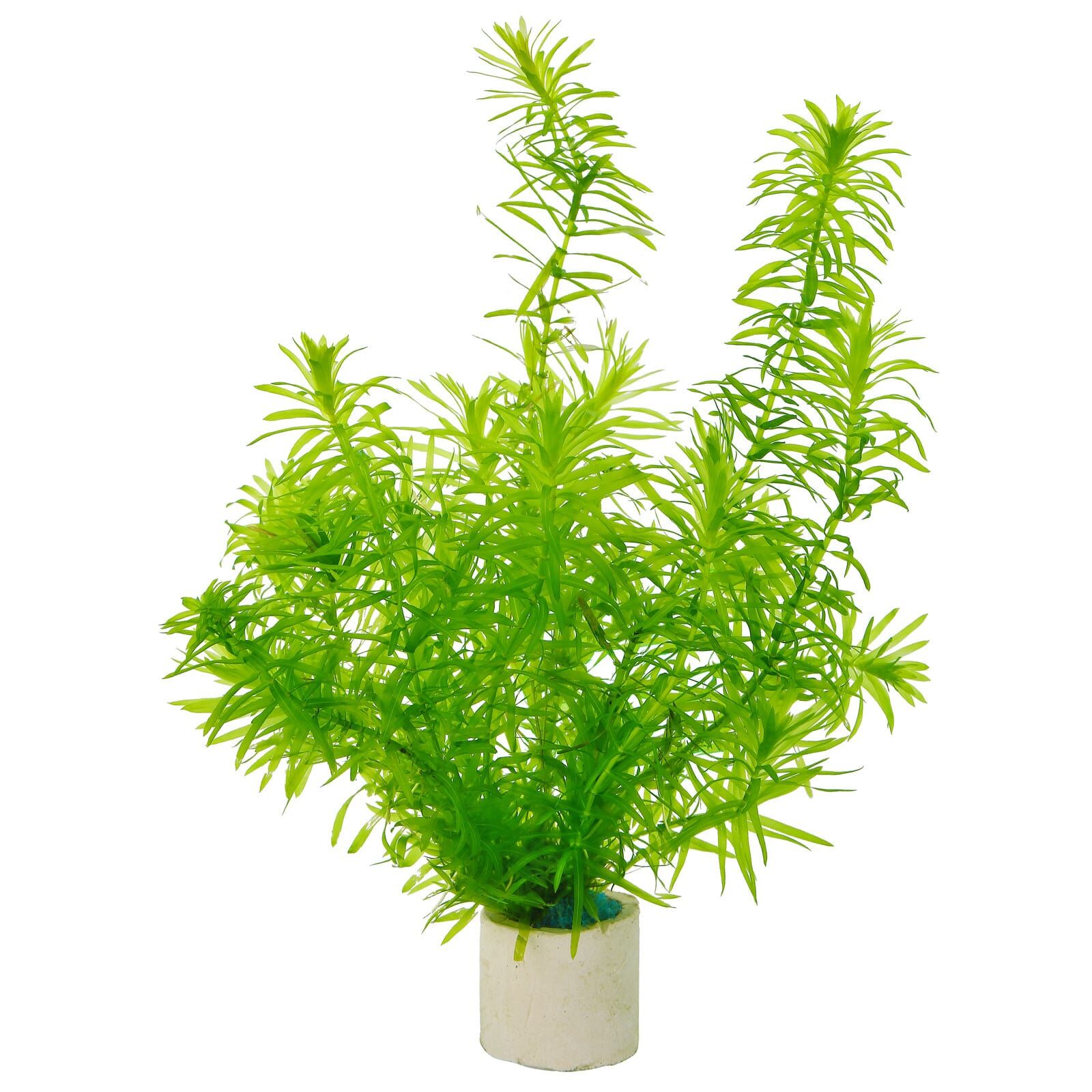 Wasserpflanzen für das Kaltwasser-Aquarium