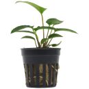 Anubias gracilis - Topf