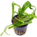 Crinum thaianum
