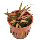 Cryptocoryne albida Brown - Topf