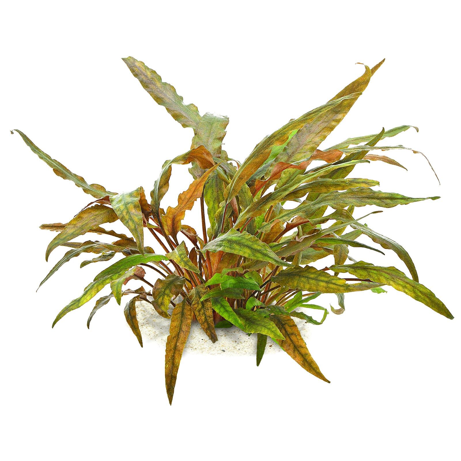 Cryptocoryne undulata 'Broad Leaves'