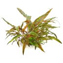 Cryptocoryne undulata Broad Leaves