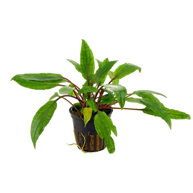 Cryptocoryne undulata 'Broad Leaves'