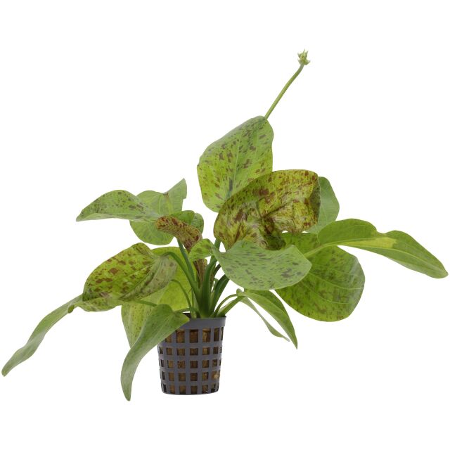 Echinodorus 'Ozelot Green' - Pot