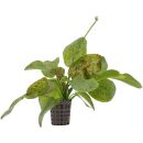 Echinodorus Ozelot Green - Topf